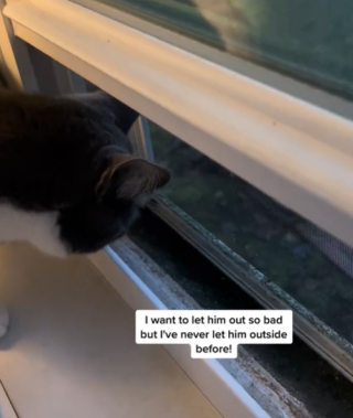 Illustration de l'article : 2 chats qui ne se connaissent pas communiquent bruyamment à travers une fenêtre (vidéo)