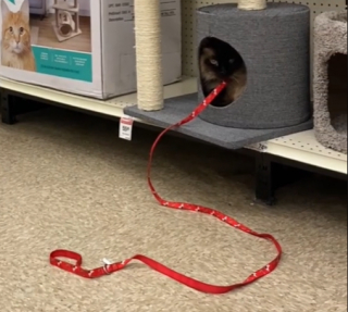 Illustration de l'article : Au supermarché, une chatte refuse de sortir d’un arbre à chats jusqu’à ce que sa propriétaire lui achète (vidéo)