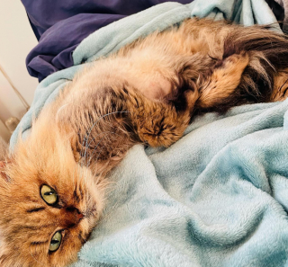 Illustration de l'article : Une chatte fait la tête à ses propriétaires après qu’ils aient déplacé les meubles de la maison (vidéo)