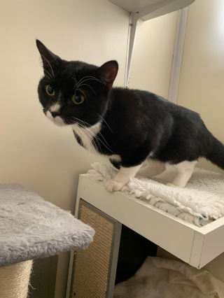 Illustration de l'article : Deux chats abandonnés dans un carton bravent le mauvais temps après avoir été délaissés devant un refuge