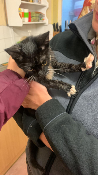 Illustration de l'article : Deux chats abandonnés dans un carton bravent le mauvais temps après avoir été délaissés devant un refuge