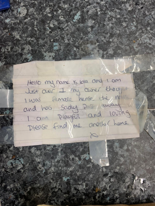 Illustration de l'article : Deux chats abandonnés dans un carton bravent le mauvais temps après avoir été délaissés devant un refuge