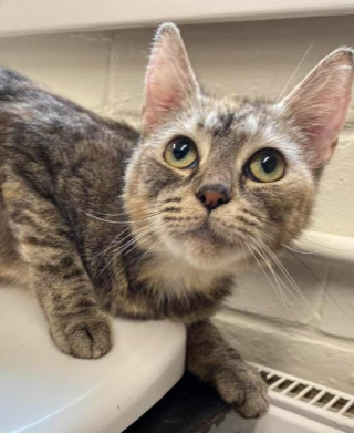 Illustration de l'article : Deux chats abandonnés dans un carton bravent le mauvais temps après avoir été délaissés devant un refuge