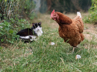 Illustration de l'article : Un refuge permet maintenant aux personnes âgées de vivre au milieu des animaux 