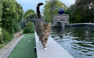 Illustration de l'article : En découvrant la cause de sa paralysie, les vétérinaires permettent à un chat de retrouver l’usage de ses pattes