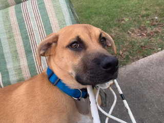 Illustration de l'article : Une famille profond&eacute;ment touch&eacute;e par le soutien d&rsquo;une communaut&eacute; suite &agrave; la disparition de son chien