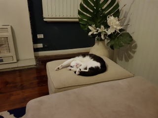 Illustration de l'article : De retour &agrave; l&rsquo;adoption, un chat senior et malade recherche d&eacute;sesp&eacute;r&eacute;ment du r&eacute;pit