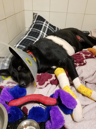 Illustration de l'article : Un chien traumatisé par les humains après avoir été traîné par une voiture trouve du réconfort auprès de son vétérinaire