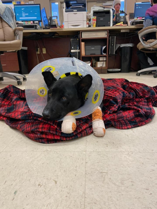 Illustration de l'article : Un chien traumatisé par les humains après avoir été traîné par une voiture trouve du réconfort auprès de son vétérinaire