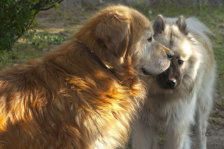 Illustration de l'article : Les chiens ont maintenant leur « Tinder » pour trouver leur âme sœur de promenade 