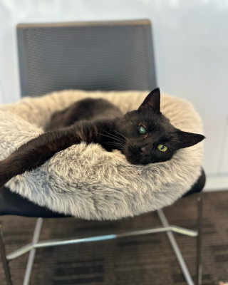 Illustration de l'article : Un chat de bureau tr&egrave;s appr&eacute;ci&eacute; des employ&eacute;s est d&eacute;pos&eacute; au refuge par une inconnue