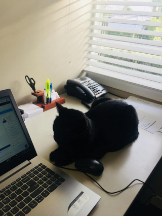 Illustration de l'article : Un chat de bureau tr&egrave;s appr&eacute;ci&eacute; des employ&eacute;s est d&eacute;pos&eacute; au refuge par une inconnue