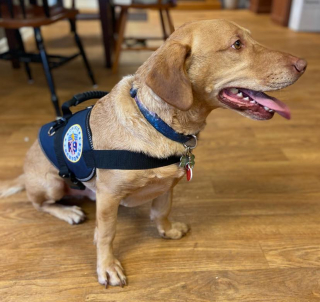 Illustration de l'article : Un chien blessé après avoir aidé de nombreuses personnes reçoit l’aide d’un pilote au grand cœur pour être rapatrié