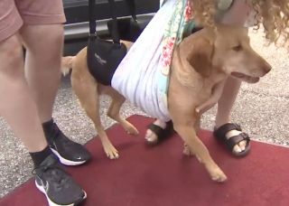 Illustration de l'article : Un chien blessé après avoir aidé de nombreuses personnes reçoit l’aide d’un pilote au grand cœur pour être rapatrié