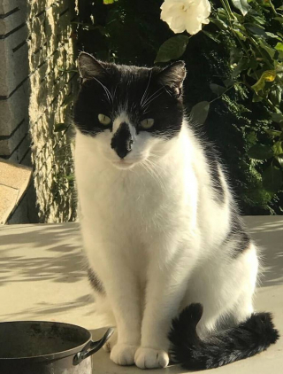 Illustration de l'article : Un couple, qui a perdu l&rsquo;un de ses chats, recherche le deuxi&egrave;me apr&egrave;s le passage d&rsquo;un cyclone