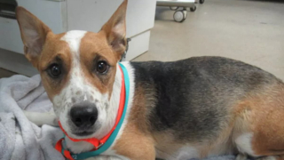 Illustration de l'article : Les minutes sont compt&eacute;es pour sauver cette chienne sur le point d&rsquo;accoucher et mordue par un serpent &agrave; sonnette