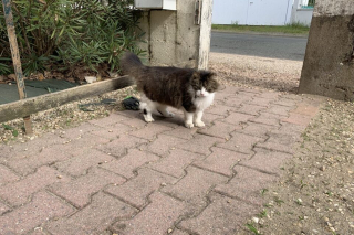 Illustration de l'article : Une chatte cleptomane compromet la r&eacute;putation de son ma&icirc;tre en volant les gants des voisins