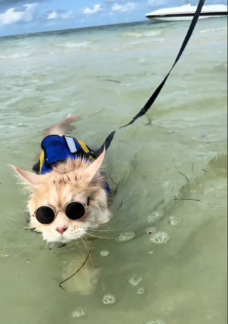 Illustration de l'article : Découvrez Rocco, le chat marin qui part à l’aventure sur son bateau ou sa planche (vidéo)