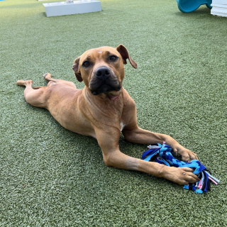 Illustration de l'article : Un individu d&eacute;couvre une chienne abandonn&eacute;e dans une cage au bord d&rsquo;une route et contacte les secours