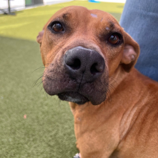 Illustration de l'article : Un individu d&eacute;couvre une chienne abandonn&eacute;e dans une cage au bord d&rsquo;une route et contacte les secours