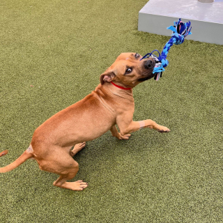 Illustration de l'article : Un individu d&eacute;couvre une chienne abandonn&eacute;e dans une cage au bord d&rsquo;une route et contacte les secours