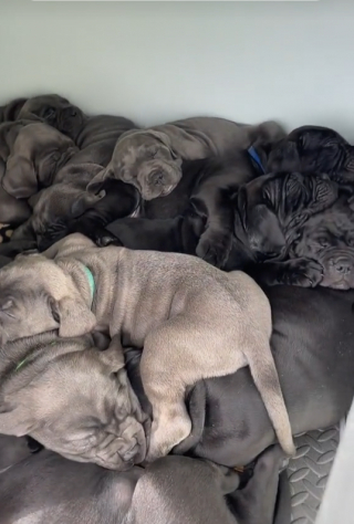 Illustration de l'article : Elle s’attend à accueillir 4 chiots suite à l’échographie de sa chienne, mais se retrouve avec 15 petits