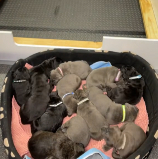 Illustration de l'article : Elle s’attend à accueillir 4 chiots suite à l’échographie de sa chienne, mais se retrouve avec 15 petits