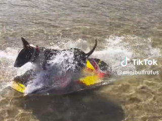 Illustration de l'article : Le talent de ce Bull Terrier a de quoi rendre jaloux de nombreux surfeurs ! (vidéo)
