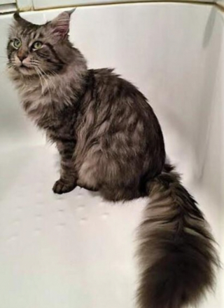 Illustration de l'article : Une femme sauve par hasard Samp, un adorable Maine Coon perdu depuis des semaines