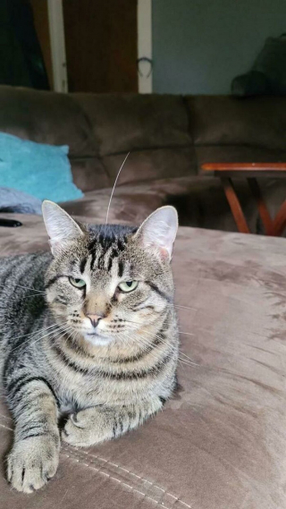 Illustration de l'article : 20 photos de chats et de chiens pris en flagrant délit