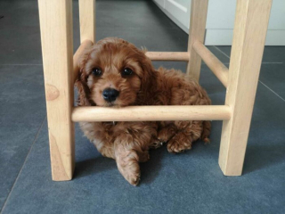 Illustration de l'article : 20 photos de chats et de chiens pris en flagrant délit