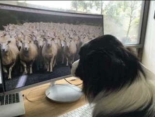 Illustration de l'article : 20 photos de chats et de chiens pris en flagrant délit