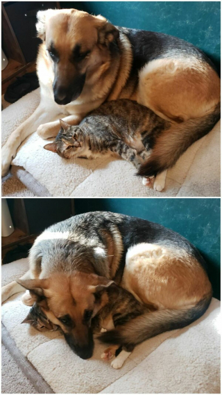 Illustration de l'article : 20 photos de chats et de chiens pris en flagrant délit