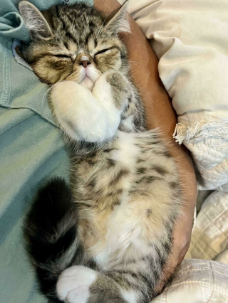 Illustration de l'article : 20 photos de chats et de chiens pris en flagrant délit