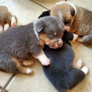 Illustration de l'article : 20 photos de chats et de chiens pris en flagrant délit