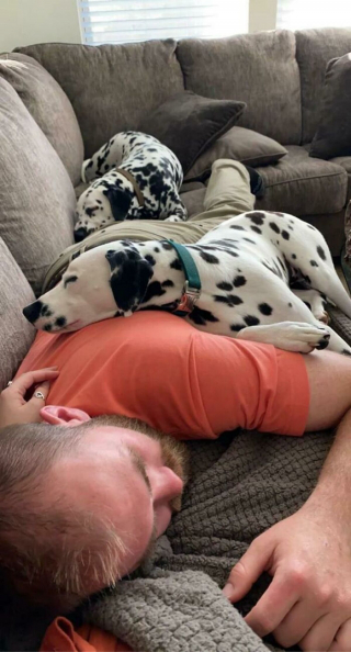 Illustration de l'article : 20 photos de chats et de chiens pris en flagrant délit