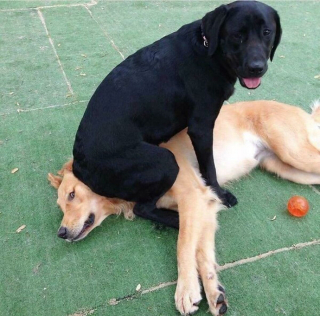 Illustration de l'article : 20 photos de chats et de chiens pris en flagrant délit