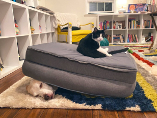 Illustration de l'article : 20 photos de chats et de chiens pris en flagrant délit