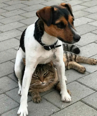 Illustration de l'article : 20 photos de chats et de chiens pris en flagrant délit