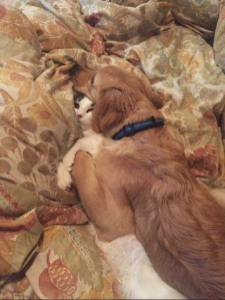 Illustration de l'article : 20 photos de chats et de chiens pris en flagrant délit