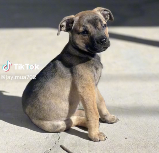 Illustration de l'article : Un individu abandonne son chien sur le pas de la porte d’une maison d’inconnus