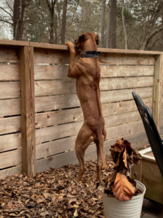Illustration de l'article : 19 photos montrant que les Rhodesian Ridgeback sont de merveilleux compagnons à 4 pattes