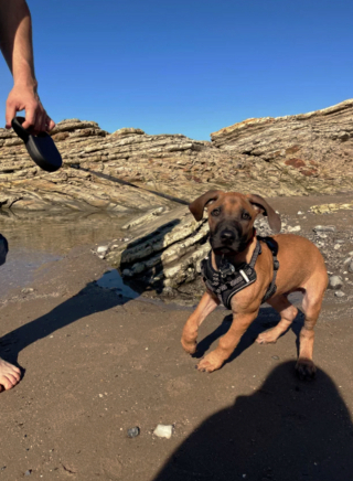 Illustration de l'article : 19 photos montrant que les Rhodesian Ridgeback sont de merveilleux compagnons à 4 pattes