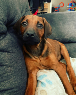 Illustration de l'article : 19 photos montrant que les Rhodesian Ridgeback sont de merveilleux compagnons à 4 pattes