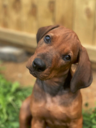 Illustration de l'article : 19 photos montrant que les Rhodesian Ridgeback sont de merveilleux compagnons à 4 pattes