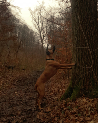 Illustration de l'article : 19 photos montrant que les Rhodesian Ridgeback sont de merveilleux compagnons à 4 pattes