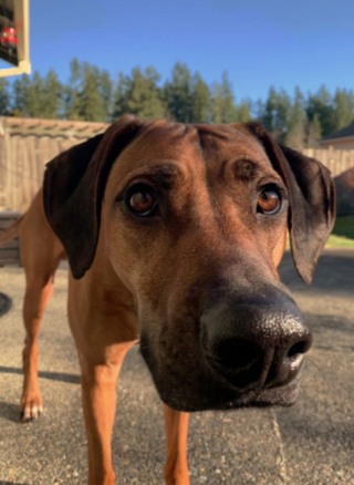 Illustration de l'article : 19 photos montrant que les Rhodesian Ridgeback sont de merveilleux compagnons à 4 pattes