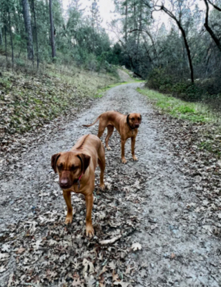 Illustration de l'article : 19 photos montrant que les Rhodesian Ridgeback sont de merveilleux compagnons à 4 pattes