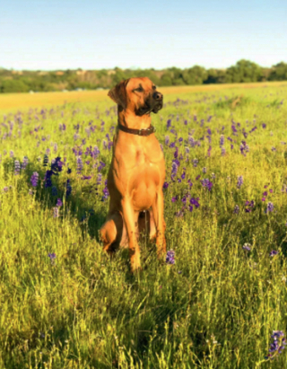 Illustration de l'article : 19 photos montrant que les Rhodesian Ridgeback sont de merveilleux compagnons à 4 pattes