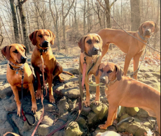 Illustration de l'article : 19 photos montrant que les Rhodesian Ridgeback sont de merveilleux compagnons à 4 pattes